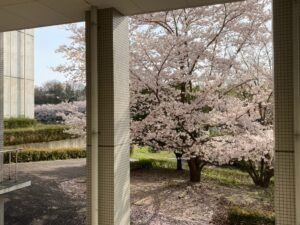 構内の桜の様子5