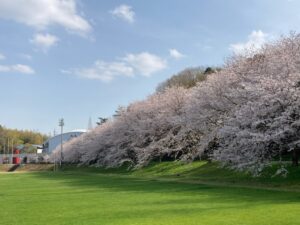 構内の桜の様子1