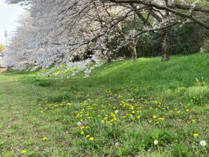 構内の桜の様子3