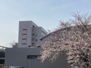 構内の桜の様子4